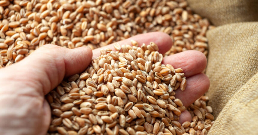 ue impune taxe vamale pentru toate produsele agricole importate din rusia si belarus vizate sunt si anumite ingrasaminte 67d47a7616645