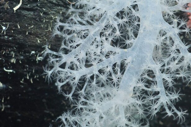 un aisberg desprins din antarctica a scos la iveala un ecosistem nemaivazut pana acum 67e42104a2147