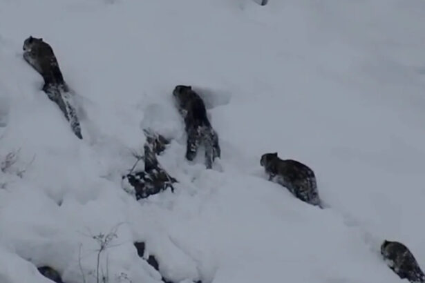 video fantomele muntilor imagini rare cu patru leoparzi de zapada impreuna pe stancile inzapezite din pakistan 67d93e68db6a8