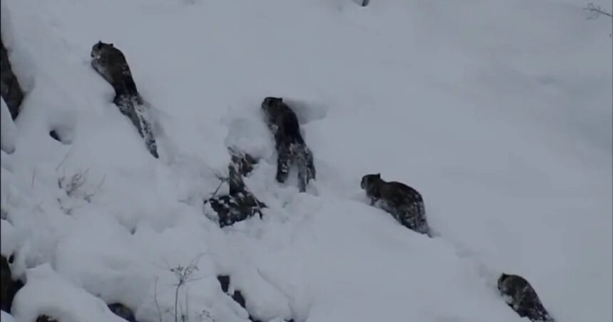 video fantomele muntilor imagini rare cu patru leoparzi de zapada impreuna pe stancile inzapezite din pakistan 67d93e68db6a8