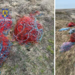 video la vanatoare de braconieri politistii din constanta si tulcea au confiscat sute de kilograme de peste si unelte de pescuit 67ceecd979dcb