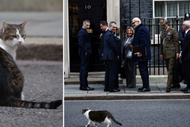 video motanul din downing street nu s a bucurat de oaspeti larry nu a fost primit cu delegatii europeni in resedinta lui keir starmer 67c4d65dd7cbd