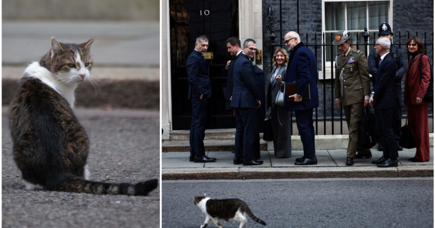 video motanul din downing street nu s a bucurat de oaspeti larry nu a fost primit cu delegatii europeni in resedinta lui keir starmer 67c4d65dd7cbd