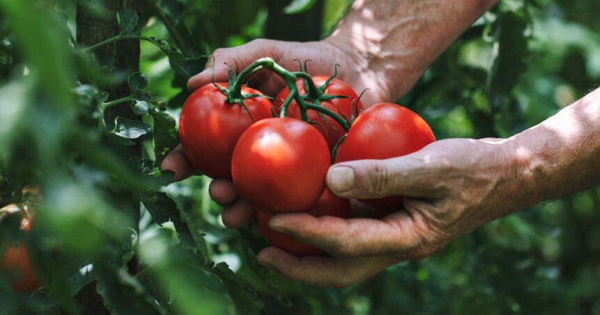 video preturi exorbitante pentru primele rosii romanesti aparute in pietele din capitala 50 65 lei kilogram e chiar foarte scump 67d3ee4b1ef43