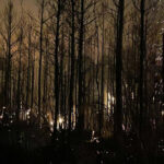 video sua se confrunta cu noi incendii puternice si greu de controlat in carolina de sud a fost declarata stare de urgenta 67c6d49080c90