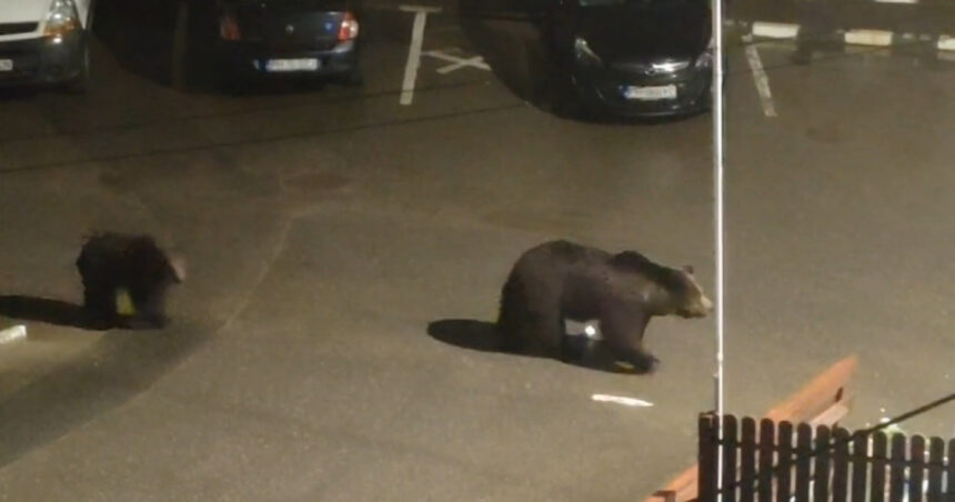 video teroare intr o statiune de pe valea prahovei din cauza ursilor de frica oamenii se inchid in case siguranta devine o loterie 67e98fa0c6a59
