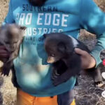 video uite aicea oameni buni pui de urs un barbat care s a filmat cu doi pui de urs gasiti este cercetat pentru braconaj 67cad555502ba