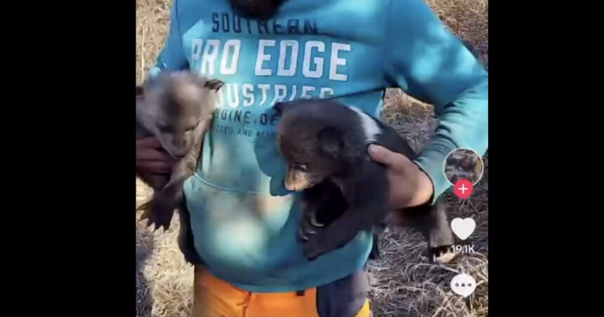 video uite aicea oameni buni pui de urs un barbat care s a filmat cu doi pui de urs gasiti este cercetat pentru braconaj 67cad555502ba