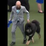 video zooland ro romania are cu ce se mandri viking un caine din rasa mastiff tibetan a castigat titlul mondial 67d42411af1cf