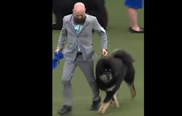 video zooland ro romania are cu ce se mandri viking un caine din rasa mastiff tibetan a castigat titlul mondial 67d42411af1cf