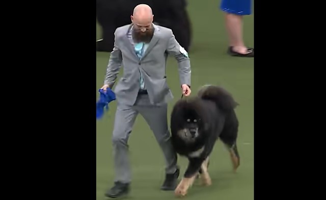 video zooland ro romania are cu ce se mandri viking un caine din rasa mastiff tibetan a castigat titlul mondial 67d42411af1cf