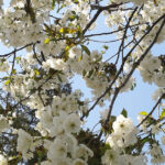 vine primavara in dobrogea cand sunt anuntate temperaturi de peste 20 de grade la malul marii 67c5fb8722e01