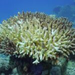 criza climatica a triplat durata valurilor de caldura din oceane 6807aae78c986