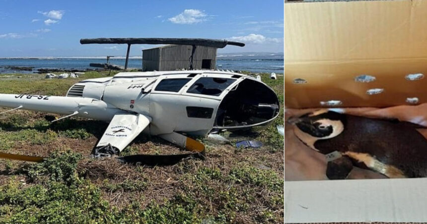 cum a provocat un pinguin prabusirea unui elicopter in africa de sud 67f8212ea9f2a