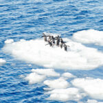 de ce au impus statele unite tarife pentru insulele locuite doar de pinguini explicatia secretarului pentru comert al sua 67f3598cd7f68