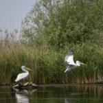 doi barbati s au ales cu dosar penal dupa ce au pescuit ilegal in delta dunarii o specie periclitata 67fa813f1b0e1