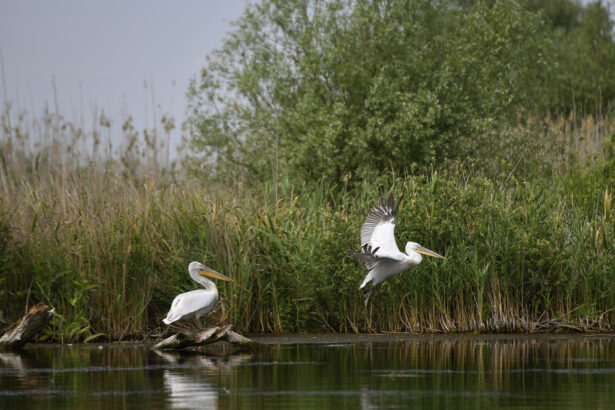 doi barbati s au ales cu dosar penal dupa ce au pescuit ilegal in delta dunarii o specie periclitata 67fa813f1b0e1