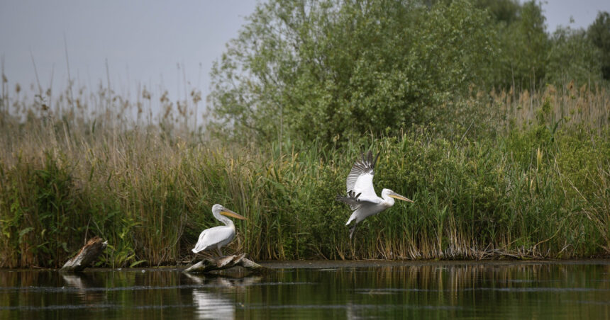doi barbati s au ales cu dosar penal dupa ce au pescuit ilegal in delta dunarii o specie periclitata 67fa813f1b0e1