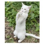 foto motanelul yuki a disparut in ziua de paste stapanii au nevoie de ajutorul nostru pentru a l gasi 680760dae47ac