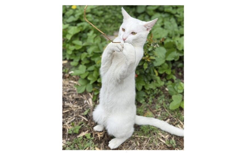 foto motanelul yuki a disparut in ziua de paste stapanii au nevoie de ajutorul nostru pentru a l gasi 680760dae47ac