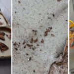 foto rugina mucegai si gandaci la restaurantul sofra din constanta a fost oprita activitatea 67f691f158cc6