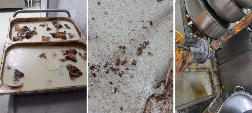 foto rugina mucegai si gandaci la restaurantul sofra din constanta a fost oprita activitatea 67f691f158cc6