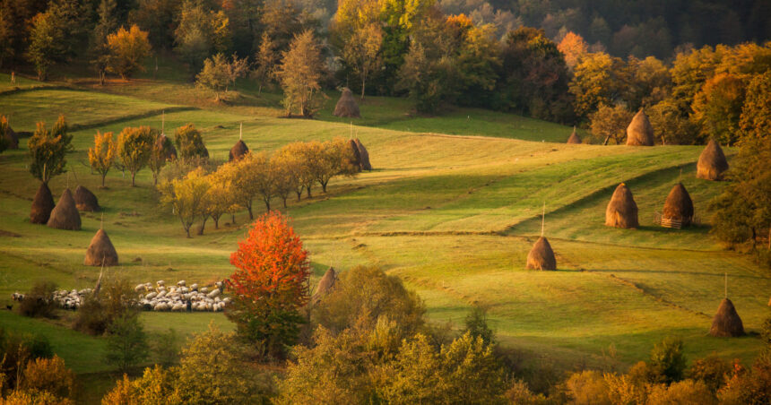 foto simbol pitoresc al satului traditionalele capite de fan ale romaniei sunt in pericol de a deveni doar o amintire scrie the guardian 67f216c382734