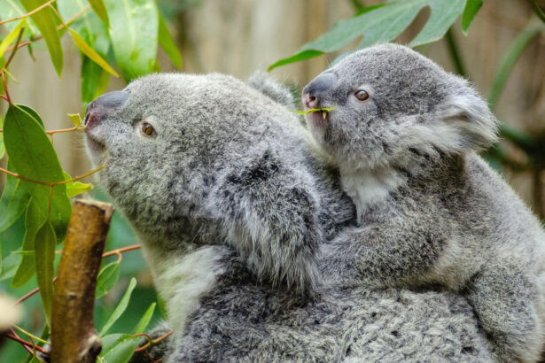 foto sute de koala sunt impuscati din elicoptere in australia multi pui sunt lasati sa sufere e dezgustator si crud care este motivul 680657ba86366