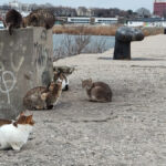 foto video felinele de pe digul pisicilor din mangalia rasfatate cu bunatati localnicii si turistii le au vizitat zilnic in minivacanta de paste 680667401c9bd
