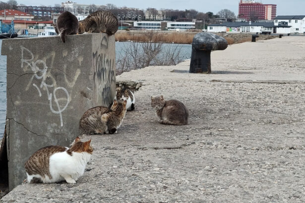 foto video felinele de pe digul pisicilor din mangalia rasfatate cu bunatati localnicii si turistii le au vizitat zilnic in minivacanta de paste 680667401c9bd
