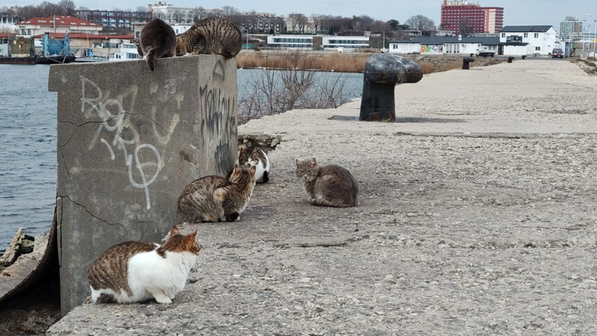 foto video felinele de pe digul pisicilor din mangalia rasfatate cu bunatati localnicii si turistii le au vizitat zilnic in minivacanta de paste 680667401c9bd
