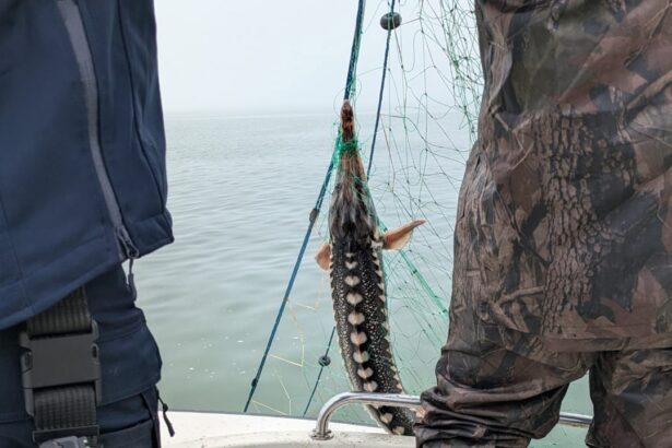 foto video pescador cu 2 tone de peste braconat prins langa mangalia 6809f2d1099d9