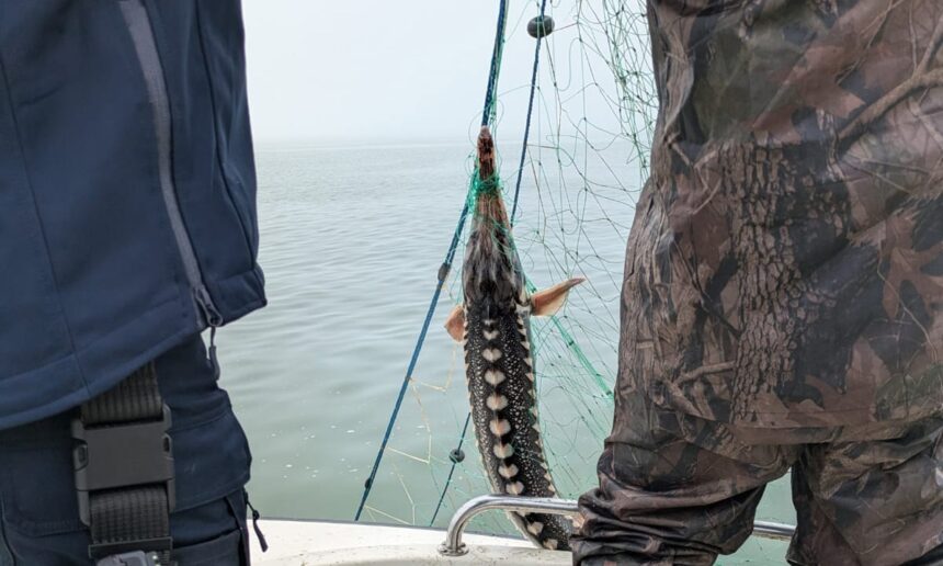 foto video pescador cu 2 tone de peste braconat prins langa mangalia 6809f2d1099d9