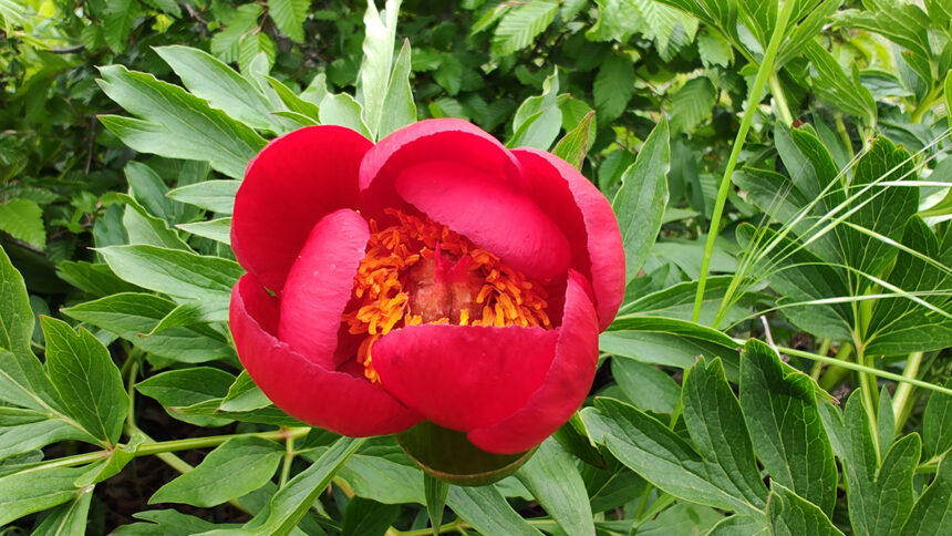 foto video spectacol de culoare mii de bujori din rezervatia de la enisala au inceput sa infloreasca 680cfebfa2001