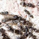 furnicile agresive care napadesc nordul germaniei micile invadatoare provoaca pene de curent si intrerup conexiunile la net 67f92fba7f95e