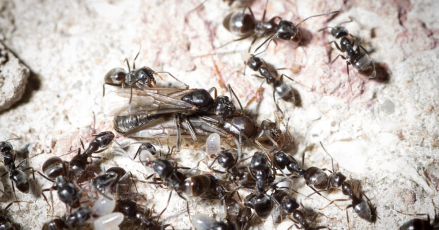 furnicile agresive care napadesc nordul germaniei micile invadatoare provoaca pene de curent si intrerup conexiunile la net 67f92fba7f95e