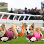 galerie foto distractie 100 britanica corgi derby cursa cainilor cu picioare scurte este un carnagiu absolut dar foarte distractiv 680542120b100