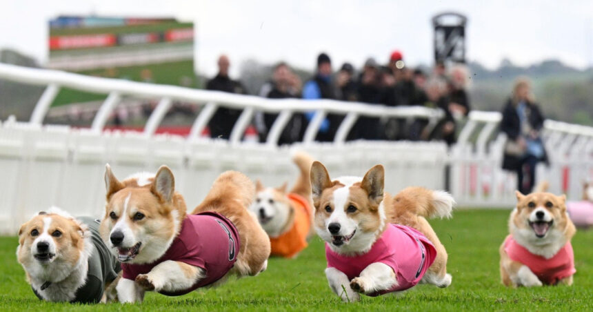 galerie foto distractie 100 britanica corgi derby cursa cainilor cu picioare scurte este un carnagiu absolut dar foarte distractiv 680542120b100