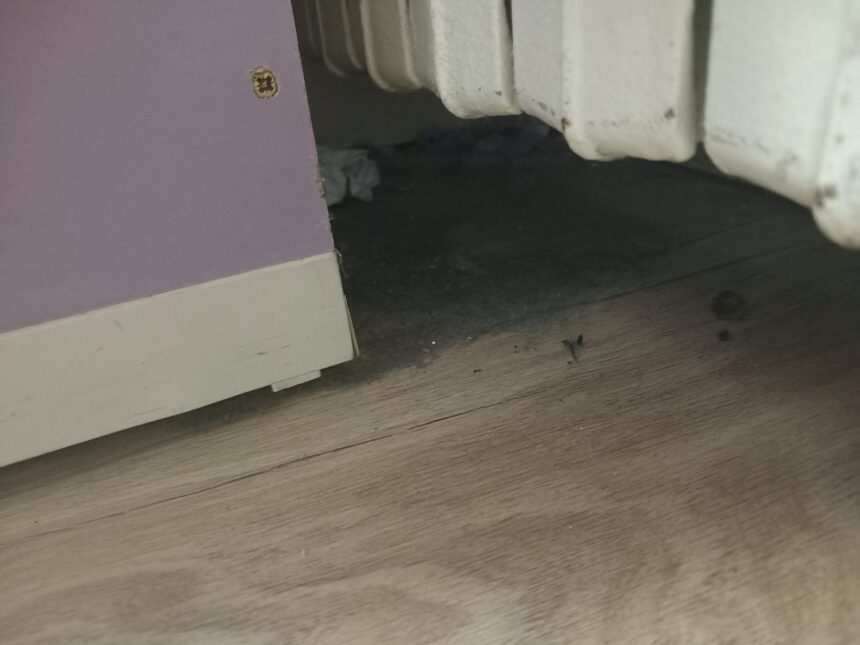 galerie foto protectia consumatorilor in control la scoala 30 din constanta dupa ce parintii au sesizat ca in clase colcaie gandacii 67f79bac31647