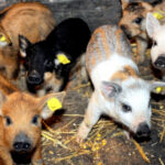guvernul a alocat 15 milioane lei printr o schema de ajutor pentru crescatorii de porci din rasele bazna si mangalita 67ffb5a99422e