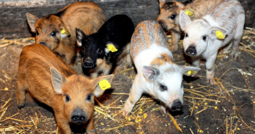 guvernul a alocat 15 milioane lei printr o schema de ajutor pentru crescatorii de porci din rasele bazna si mangalita 67ffb5a99422e