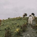 guvernul aloca bani ca febra aftoasa sa nu ajunga in romania 67ff9af7187bd
