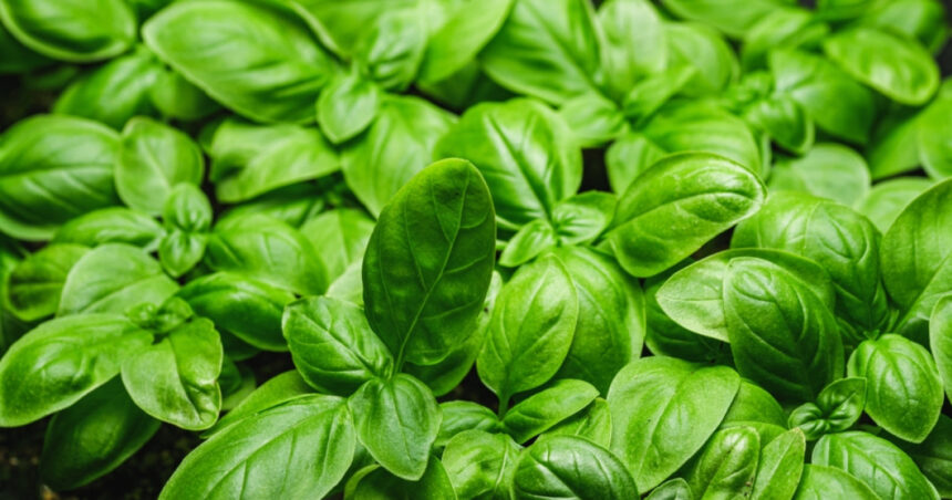 la buzau a fost omologat busuiocul miron de unde vine denumirea 67fc9f9ea09fe