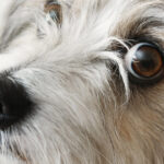 mai multi parlamentari sos romania propun infiintarea registrului national al persoanelor care au comis cruzimi asupra animalelor 680355ea2158f