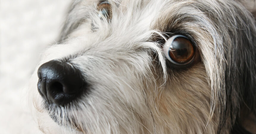 Mai mulți parlamentari SOS România propun înființarea Registrului național pentru persoanele care au comis cruzimi asupra animalelor. 1 mai multi parlamentari sos romania propun infiintarea registrului national al persoanelor care au comis cruzimi asupra animalelor 680355ea2158f