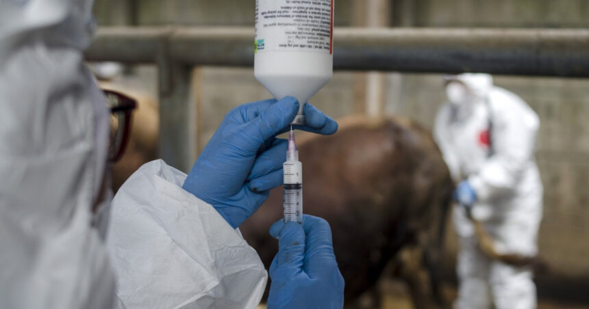 marea britanie interzice branza si carnea din ue pentru a opri raspandirea febrei aftoase 6800d312d2092