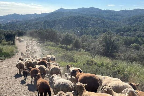 oi si capre angajate oficial de primaria barcelonei pentru a preveni incendiile din parcul collserola 680783f6b4c15