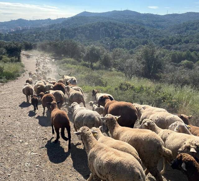 oi si capre angajate oficial de primaria barcelonei pentru a preveni incendiile din parcul collserola 680783f6b4c15