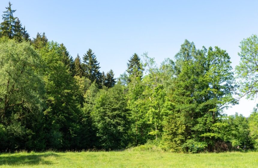 padure noua infiintata in comuna topalu investitorul asteapa acordul apm constanta 680113aadb334