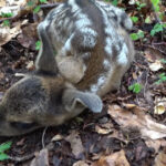 pericol pentru animalele de la zoo o caprioara de la gradina zoologica din craiova a murit dupa ce a fost hranita de turisti 680f2904704c6